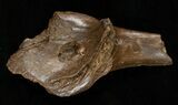 Leidyosuchus Skull Fragment - Cretaceous Crocodilian #5720-1